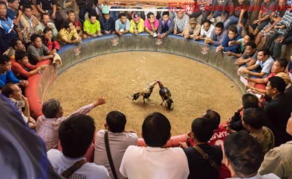 菲律宾经总统批准终止线上斗鸡下注